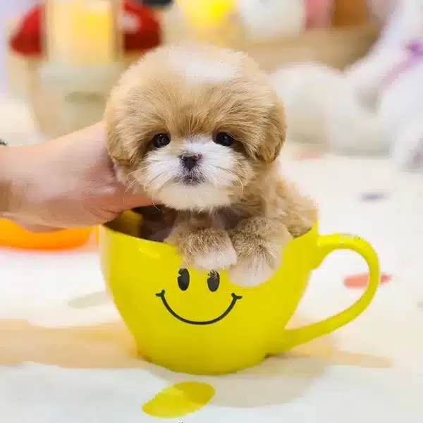 Koreden Gelen Minnak Maltipoo Bebeklerimiz