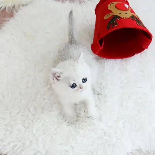 Show Kalite British Shorthairlar