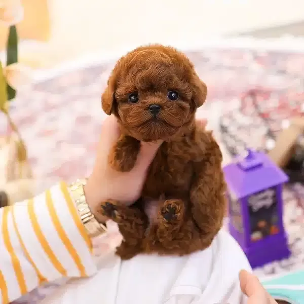 Mutlu Oyuncu Kore Toy Poodle Bebişlerimiz