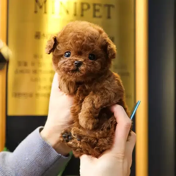 Teddy Face Korean Toy Poodle Bebişlerimiz