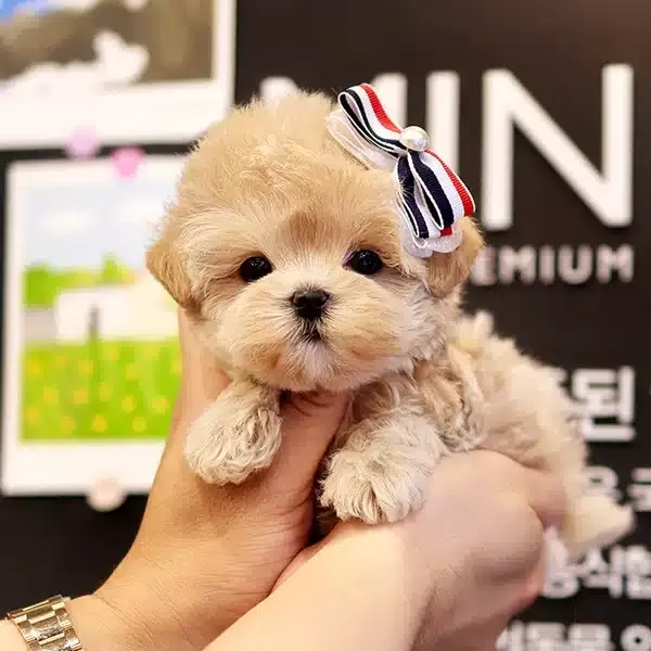 Apricot Renk Yapılı Kore Poodle Bebeklerimiz