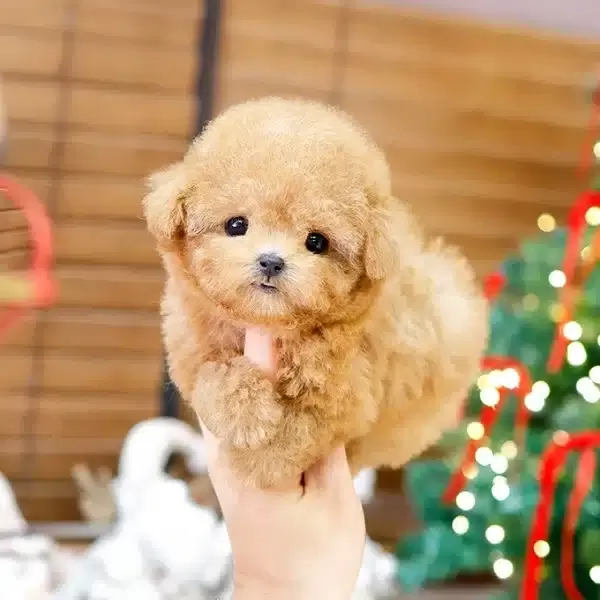Sevgi Arsizi Korean Toy Poodle Bebişlerimiz