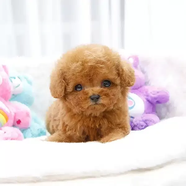 Sitenin En Ozel Toy Poodle Bebisleri