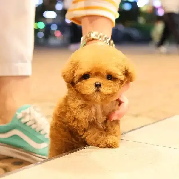 Minnak Ve Tatli Ozel Korean Toy Poodle Bebişlerimiz