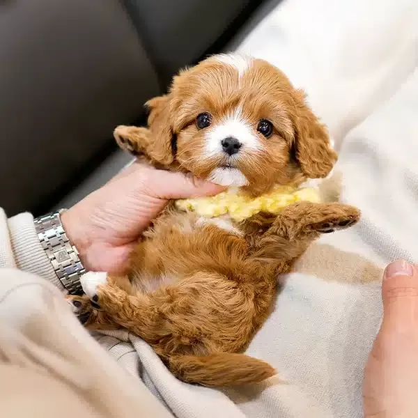 Party Clour Renk Pigmentine Sahip Maltipoo Bebeklerim