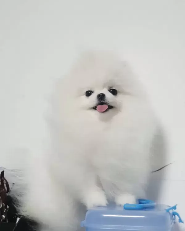 Teddy Bear Pomeranian Yavruları