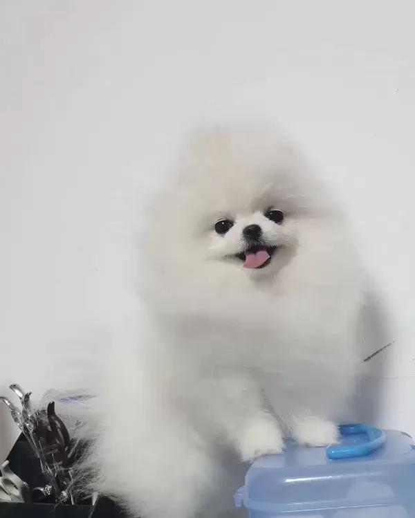 Teddy Bear Pomeranian Yavruları