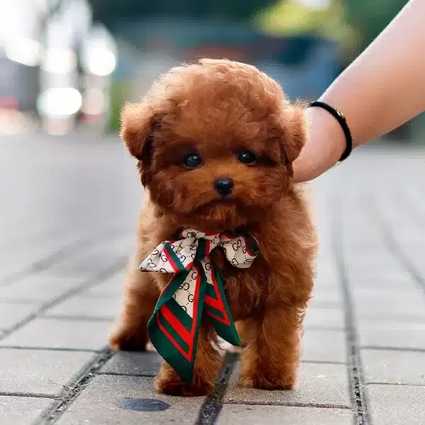 Eğitimli Akilli Kore Toy Poodle Cocuklarim