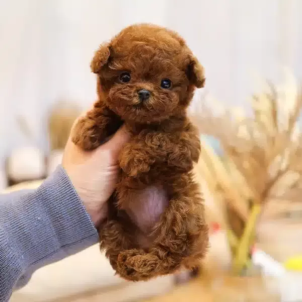 Teddy Face Korean Toy Poodle Bebişlerimiz
