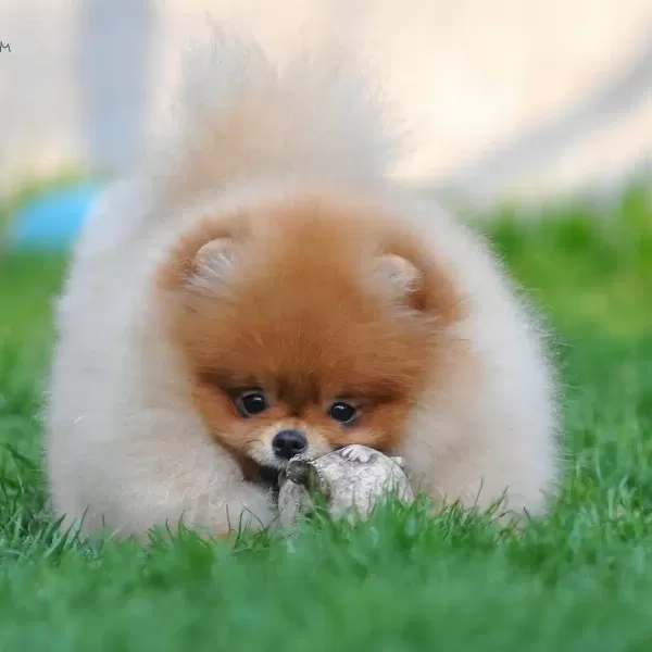 Teddy Bear Pomeranian Yavruları