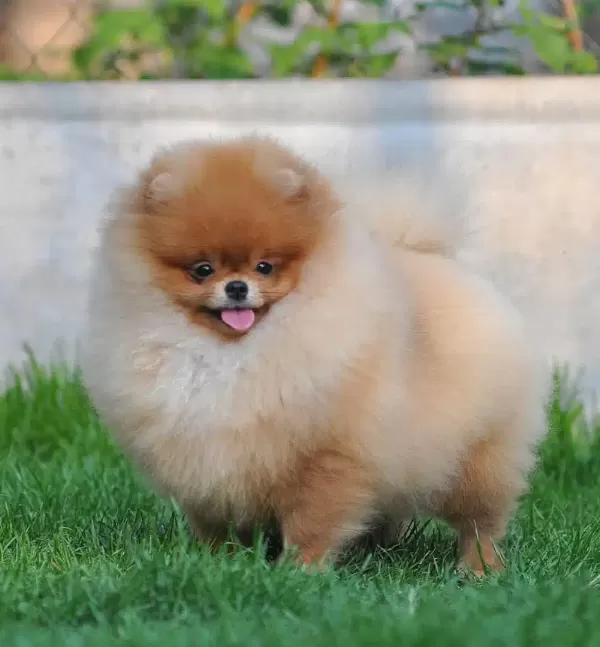 Teddy Bear Pomeranian Yavruları