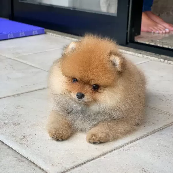 Ayı Surat Pomeranian Boo Yavruları