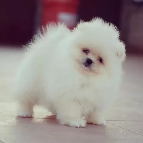 Ayı Surat Pomeranian Boo Yavruları