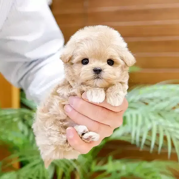 Enfes Tatli Kore Maltipoo Yavrularımiz