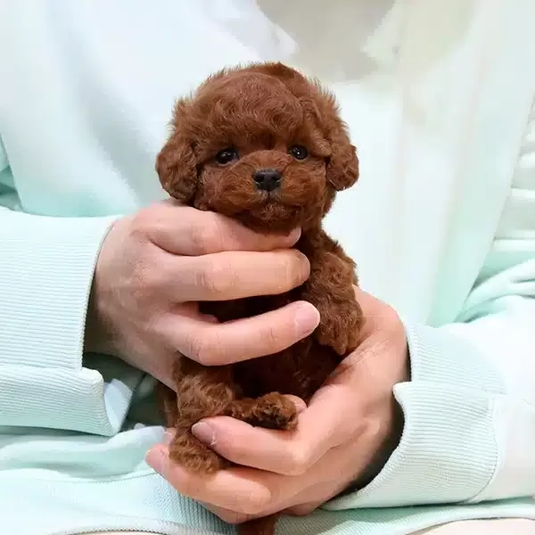 Sitenin Gozdesi Toy Poodle Bebeklerimiz
