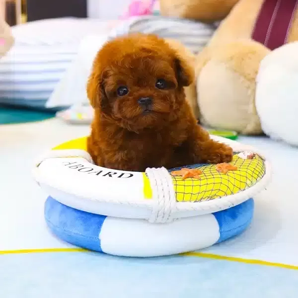 Irk Ve Saglik Garantili Toy Poodle Yavrularımiz