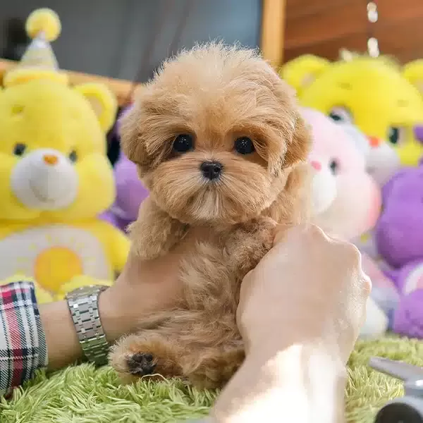 Top Kafa Korean Export Maltipoo Bebeklerim