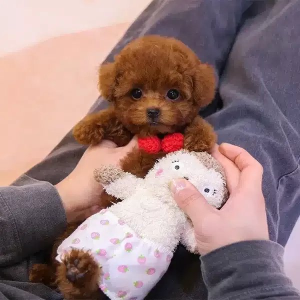 Gerçek Teddy Korean Poodle Bebişlerimiz