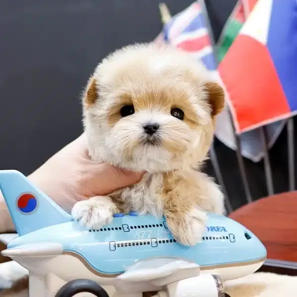 Koreden Gelen Enfes Guzellikteki Maltipoo Bebeklerim