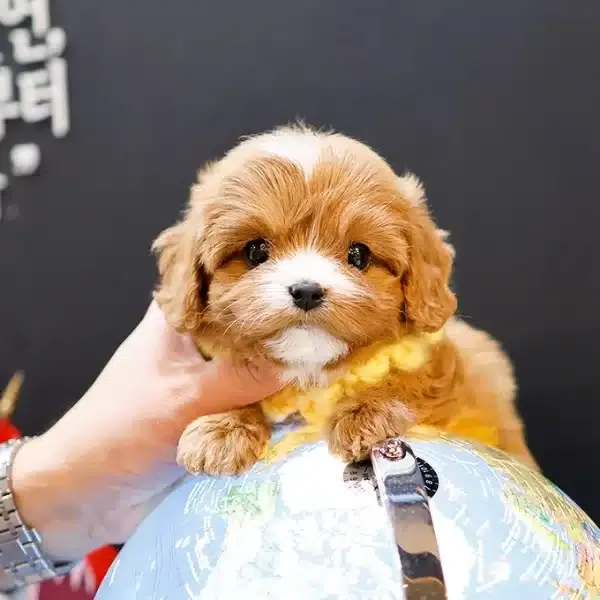 Party Clour Renk Pigmentine Sahip Maltipoo Bebeklerim