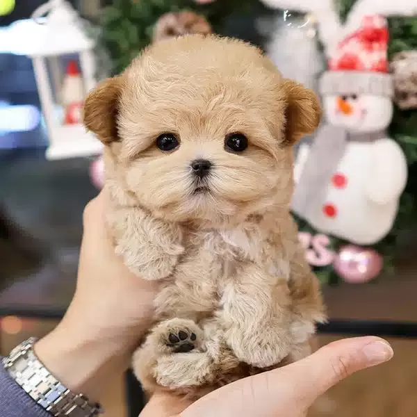 Dunyalar Tatlısı Toy Poodle Bebislerim