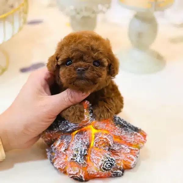 Koreden Gelen Ozel Toy Poodle Cocuklarim