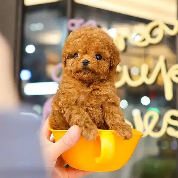 Red Brown Guzellik Abidesi Toy Poodle Cocuklarim