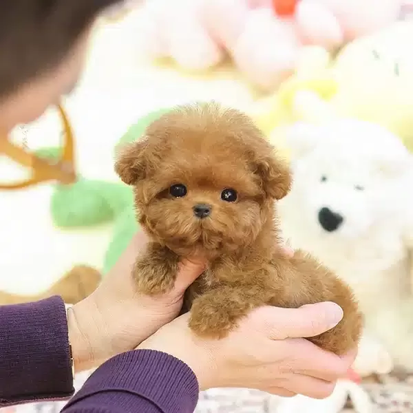 Show Duzeydeki Toy Poodle Cocuklarim