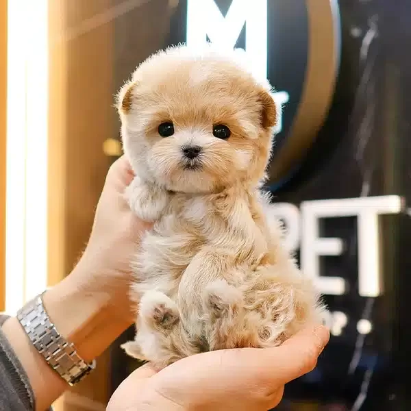 Koreden Gelen Enfes Guzellikteki Maltipoo Bebeklerim