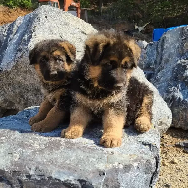Showline Alman Çoban Köpeği Yavruları