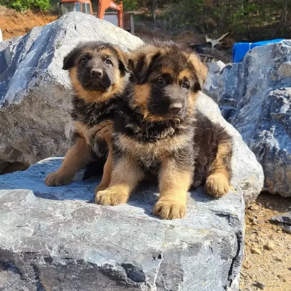 Showline Alman Çoban Köpeği Yavruları