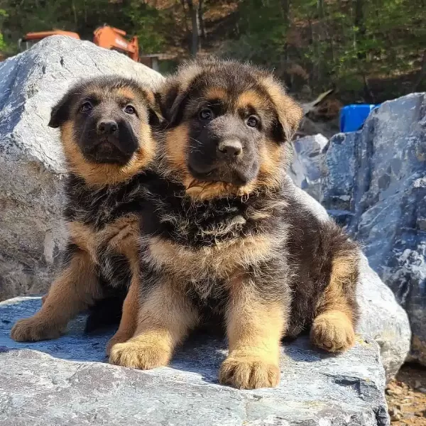 Showline Alman Çoban Köpeği Yavruları