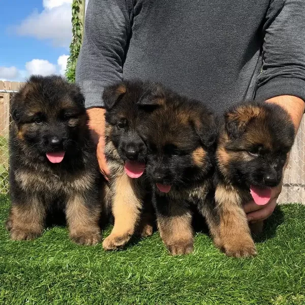 Alman Çoban Köpeği Yavruları