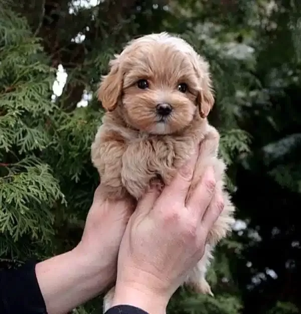 Sevimli Maltipoo Yavruları