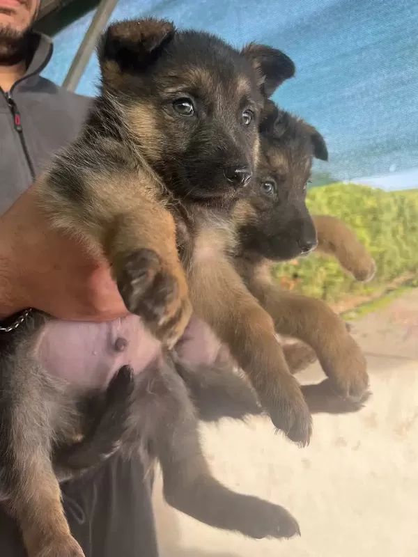 2 Aylık Alman Kurdu Yavrusu 2. De Erkek Köpek Fazla Olduğu Için Ilgilenemiyorum