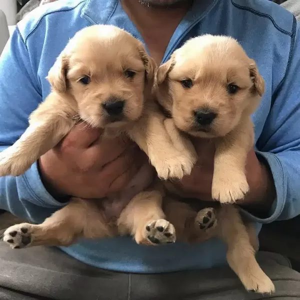 Golden Retriever Yavruları