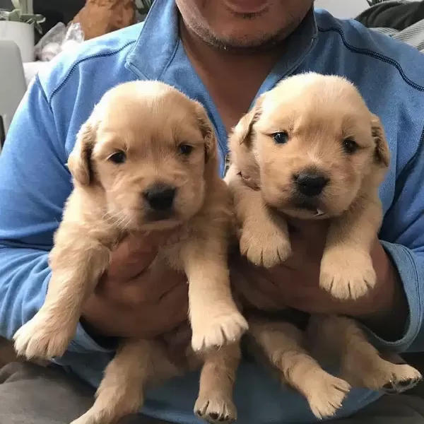 Golden Retriever Yavruları