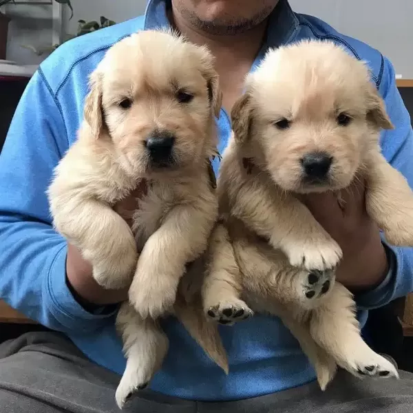 Golden Retriever Yavruları