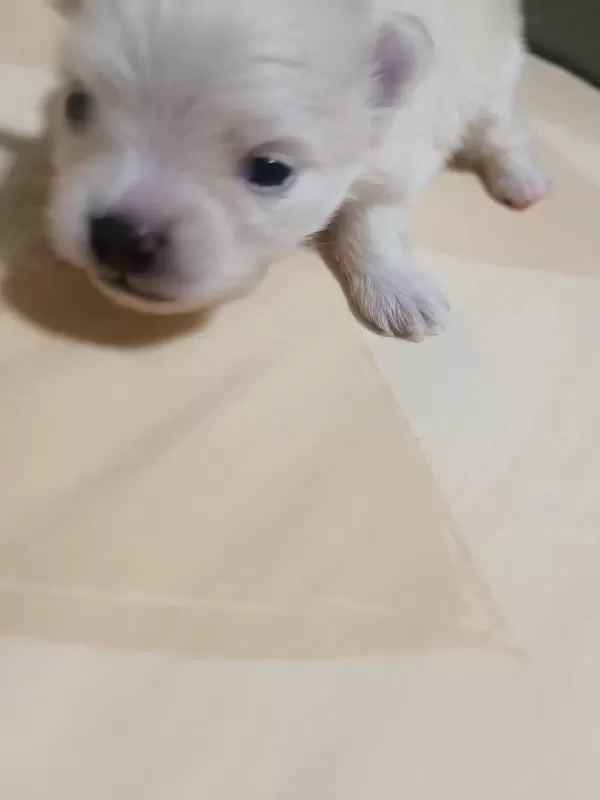 Pomerian Boo Evinizin Neşesi