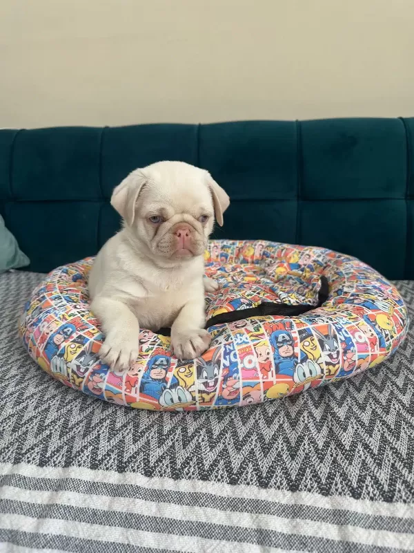 Egzotık Pink Pug Özel