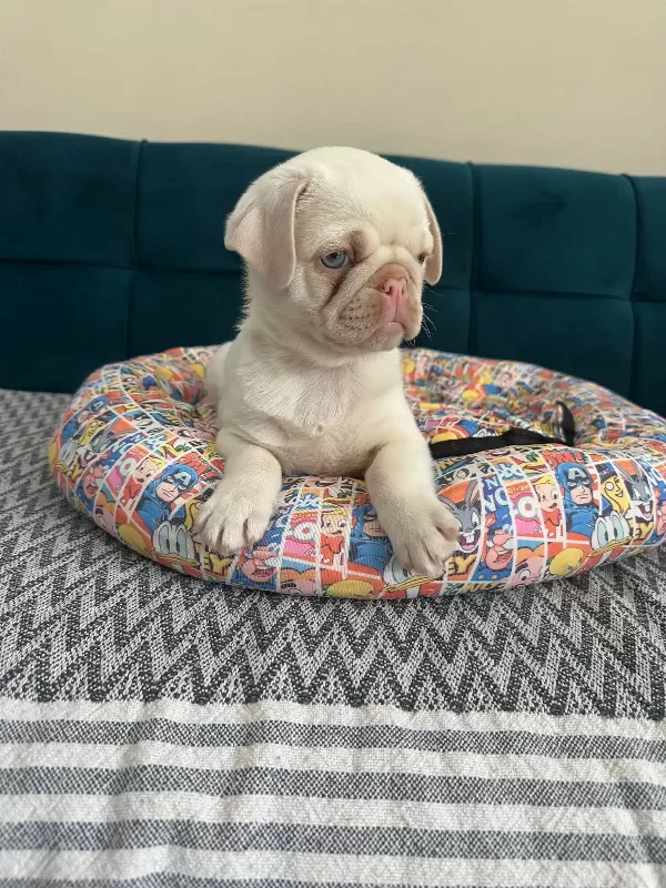 Egzotık Pink Pug Özel