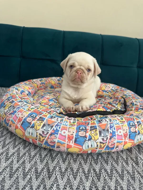 Egzotık Pink Pug Özel