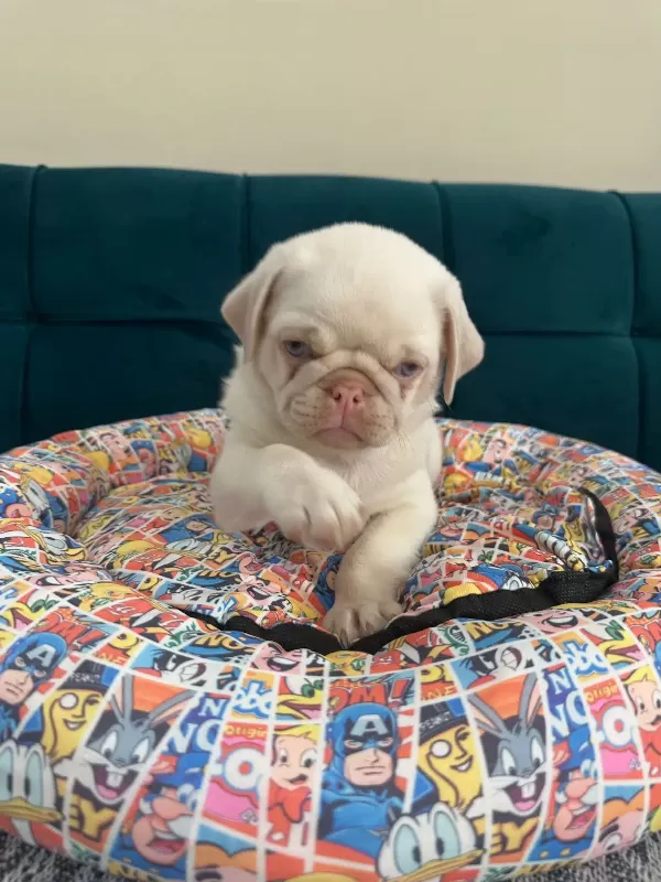 Egzotık Pink Pug Özel