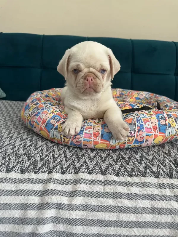 Egzotık Pink Pug Özel