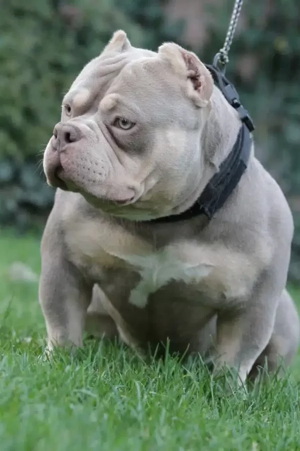 Veri Compact Micro Size With Strong Bloodline.