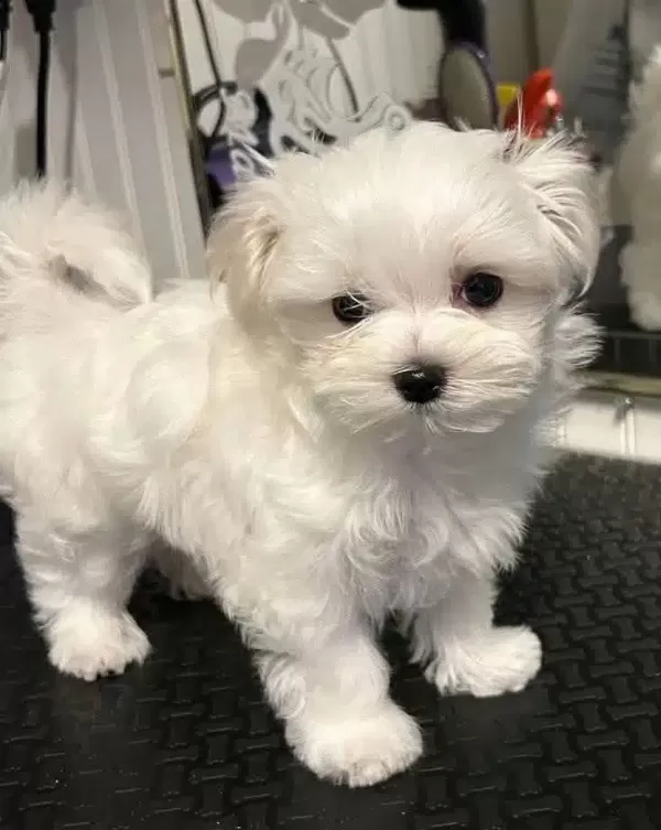 Maltese Terrier Xs Teacup Ev Doğumlu #42451 | Petciler