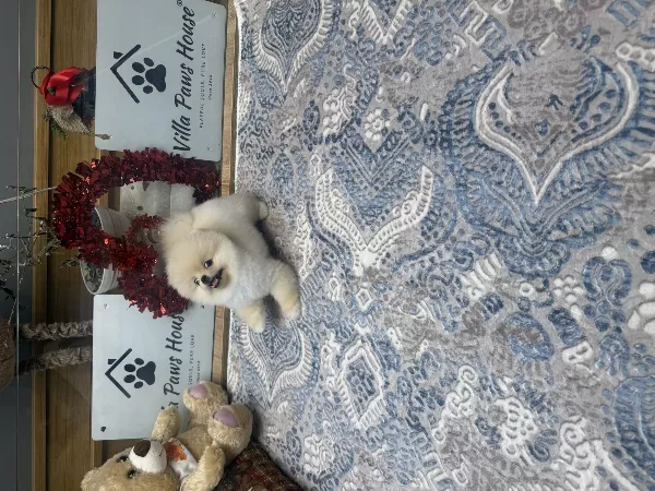 Özel Tüy Yapısına Sahip Pomeranian Boo Yavrularımız
