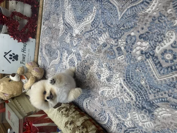 Özel Tüy Yapısına Sahip Pomeranian Boo Yavrularımız