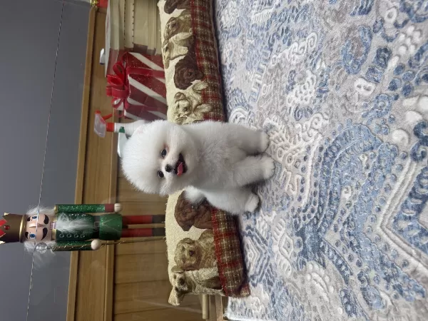 Tedy  Face Pomeranian Boo Pupy