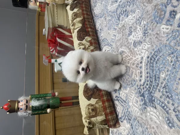 Tedy  Face Pomeranian Boo Pupy